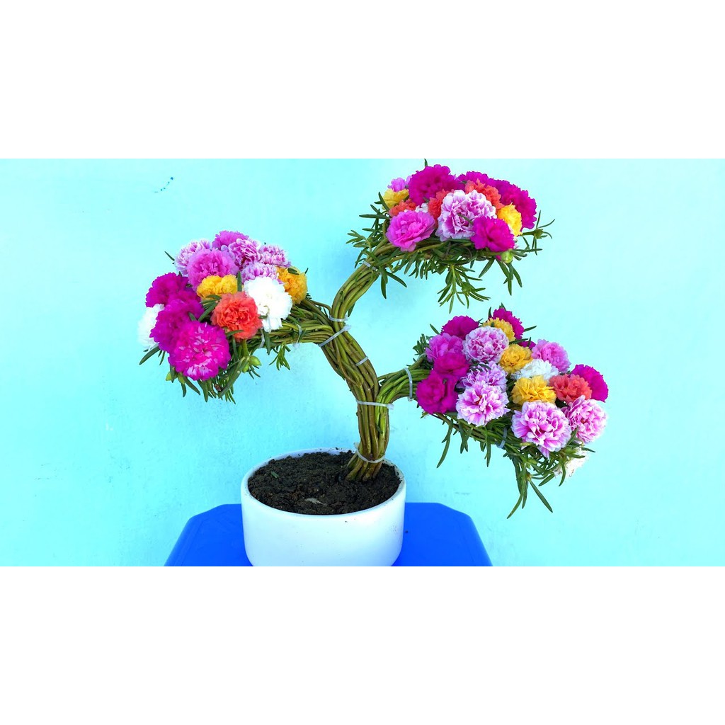 Gói 300 hạt giống hoa mười giờ trồng kiểu bonsai, tặng kích mầm