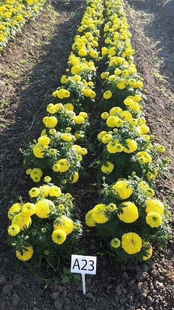 Hạt giống cúc vạn thọ màu vàng