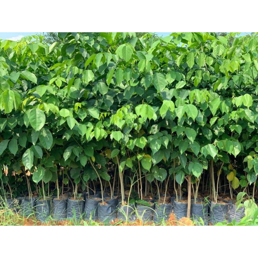 Combo 5 cây giáng hương