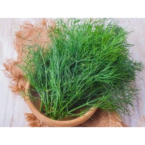 HẠT GIỐNG RAU THÌ LÀ BỐN MÙA F1 NĂNG XUẤT CAO SINH TRƯỞNG KHỎE CHỐNG CHỊU SÂU BỆNH