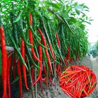 Hạt giống ớt sung dài F1 ( 30 hạt)