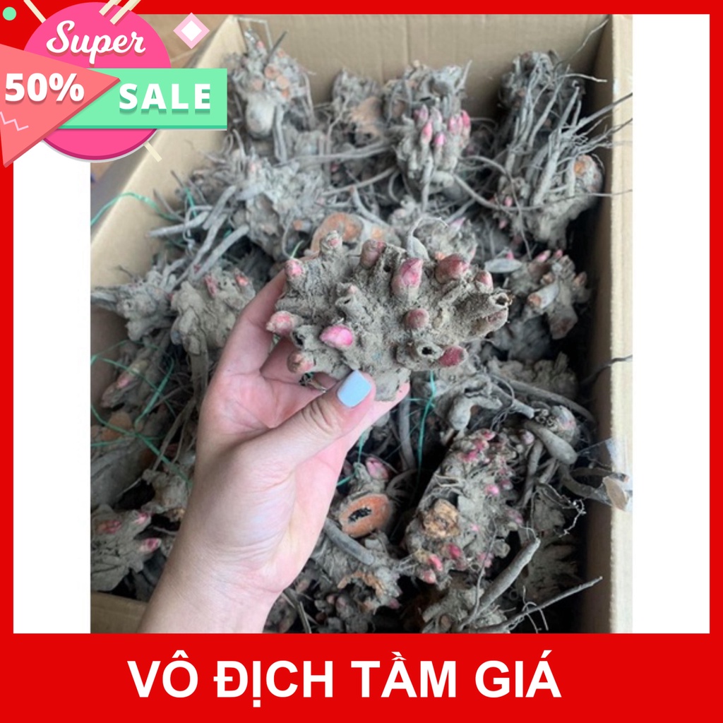 Free Ship Củ Hoa Mẫu Đơn Cánh Kép Nhiều Màu, Củ Cây Hoa Mẫu Đơn Đã Nảy Nhiều Mầm - Bông To Siêu Hoa Hạt Giống Ba Miền