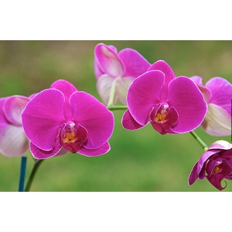 Hạt Giống Hoa Lan Hồ Điệp
