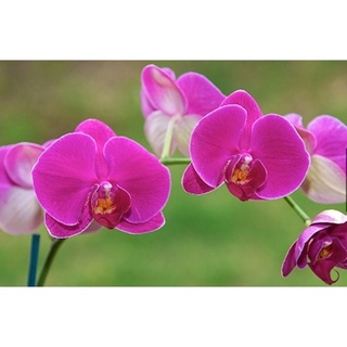 Hạt giống hoa lan hồ điệp