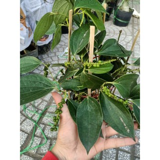 Cây 🌲 Tiêu xanh  Bình Thuận... đang trái