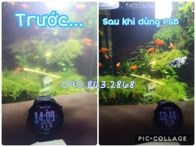 Vi sinh PSB làm trong nước bể cá