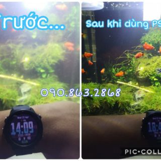 Vi sinh PSB làm trong nước bể cá ( Vi khuẩn quang hợp, vi sinh tươi)