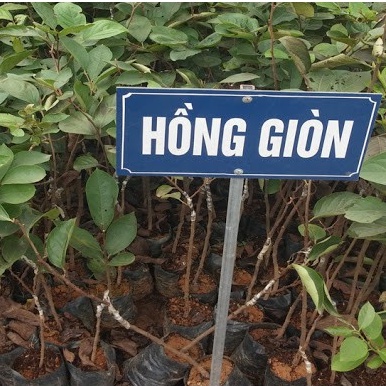 Cây giống hồng giòn Nhật bản quả to giòn ngọt