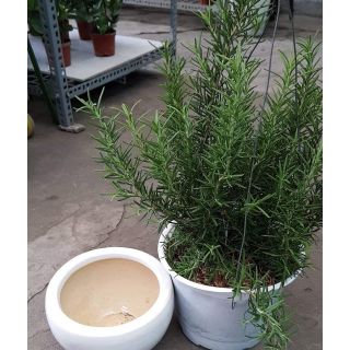 Cây Hương Thảo Chậu Treo