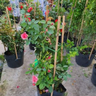 Hồng cổ Tàu (hồng cổ Trung Quốc)tặng kèm phân bón