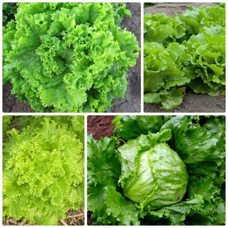 5gr hạt giống xà lách xoăn Xanh