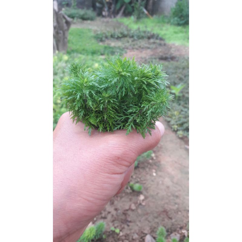 Cây thủy sinh tiểu bảo tháp