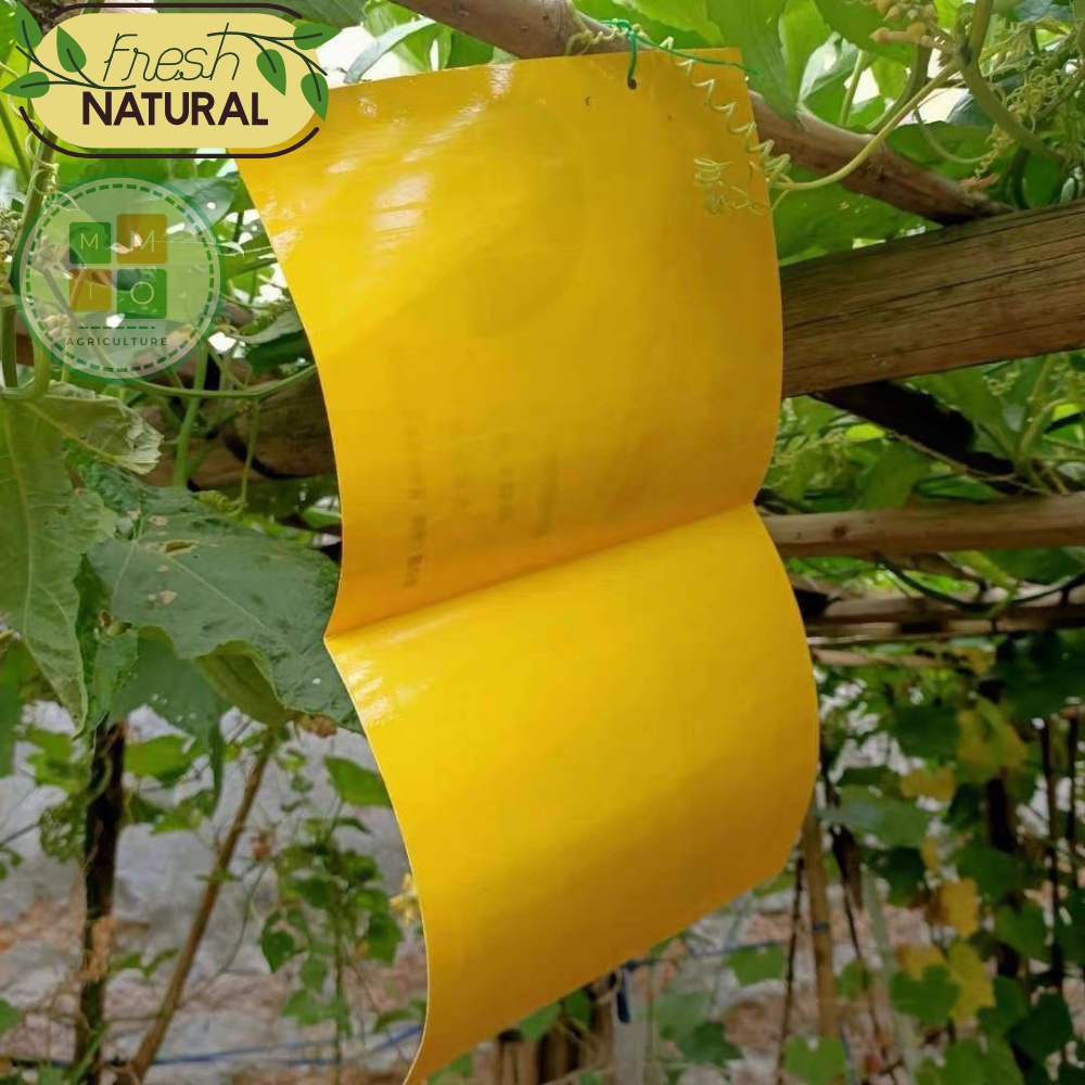 Combo bẫy ruồi vàng siêu dính - Hiệu quả với nhiều loại côn trùng gây hại cho vườn lan, rau hoa màu và cây ăn trái