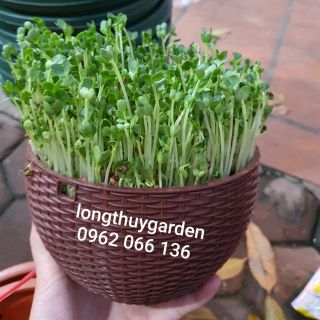 Combo hạt giống, chậu cho KL