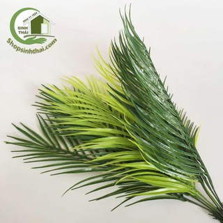 Bụi cây dừa - bụi lá dừa giả cao 50cm