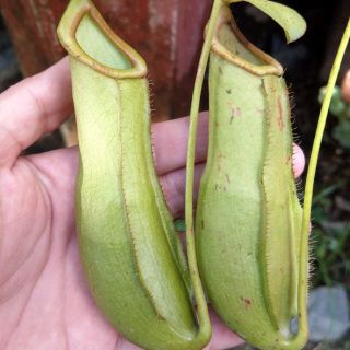 Cây nắp ấm N. mirabilis x bellii green