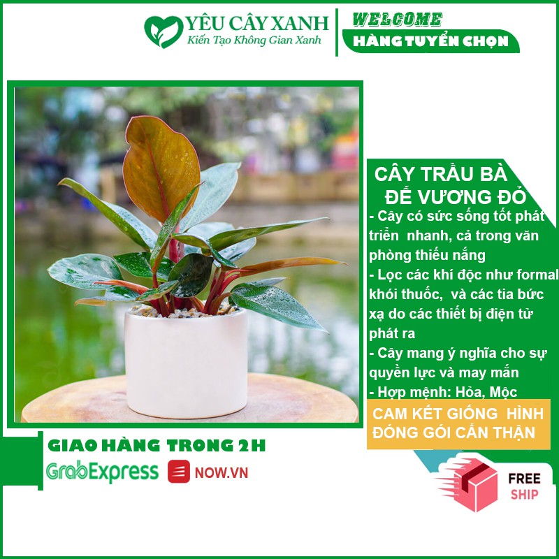 Cây Trầu Bà Đế Vương Đỏ để bàn