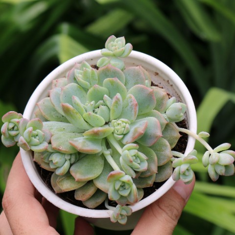 Sen dù Đá hồng