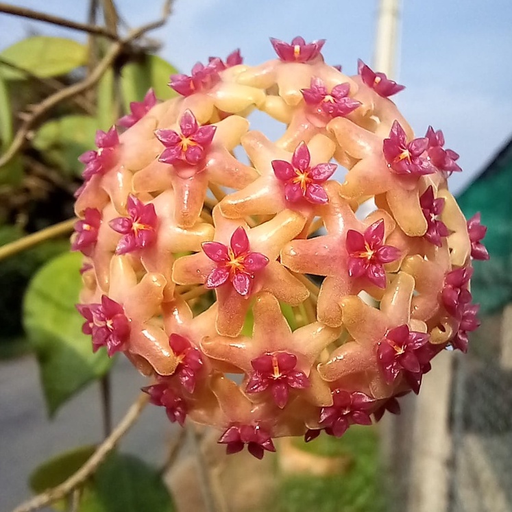 Chậu cây cẩm cù Hoya UT009 seed hoa thơm