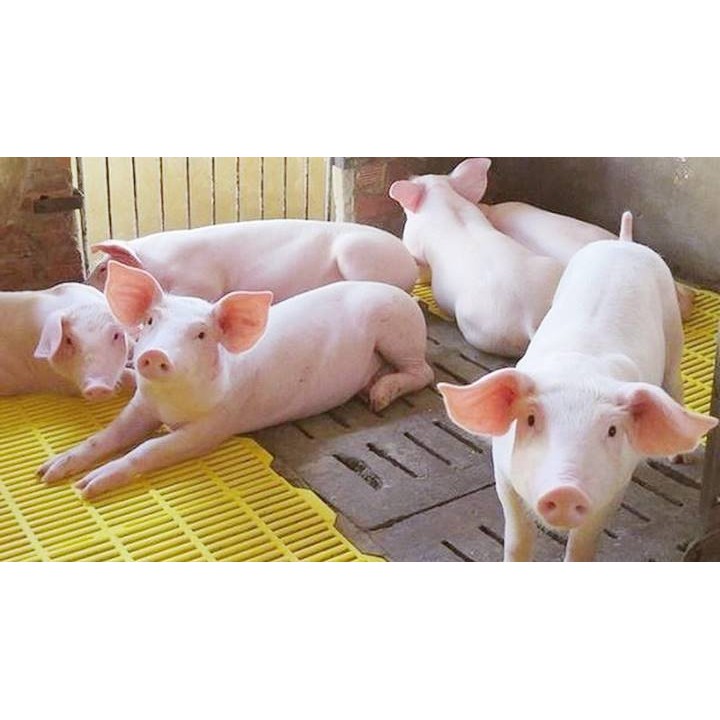 Combo 5 Miếng sàn lót chuồng heo ( sàn nhựa bền, đẹp , chắc chắn chịu trọng tải tốt )