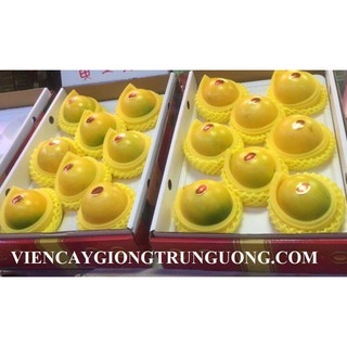 cây giống vú sữa vàng