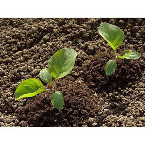 Hạt Giống Cà Tím Tròn Qủa To  -Dễ Trồng, Năng Suất Cao - MUA 3 TẶNG 1 CÙNG LOẠI