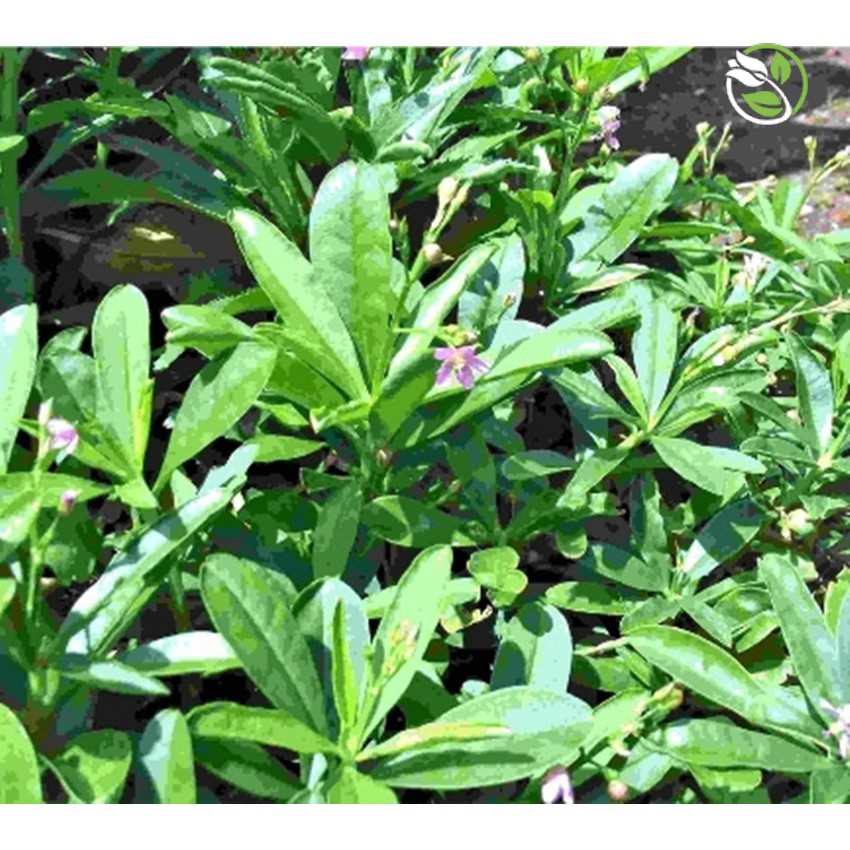 Hạt Giống Rau Sam Phú Nông - Gói 2g - Purslane