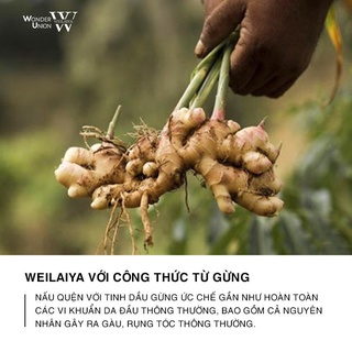 Dầu gội gừng Weilaiya mini