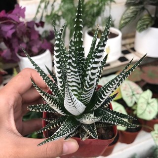 Sen đá móng rồng – loại cây mang sứ mệnh che chở và bảo vệ