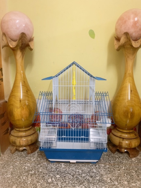 Lồng Vẹt size nhỏ cao 45cm
