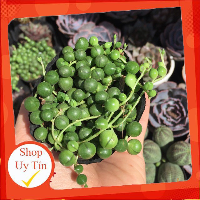 sen đá Hạt ngọc tròn🍏 |FREESHIP| 🔥 XỨ NÓNG, ĐÃ THUẦN KHÍ HẬU, KHOẺ ĐẸP 🍏 LỖI 1 ĐỔI 1