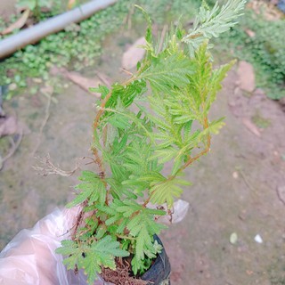Cây giống quyển bá - Cây trong bầu
