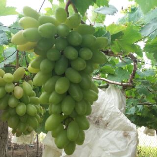 Nho hồng móng tay-phan rang