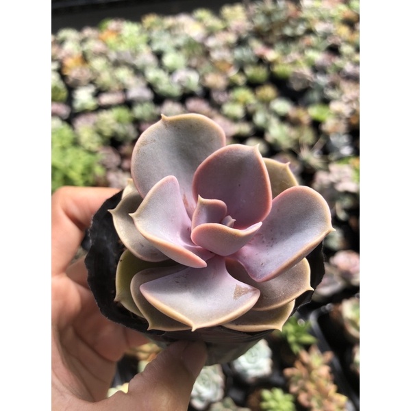 Sen Đá Hồng Dâu Size Bầu 5cm Hư 1 Đổi 1