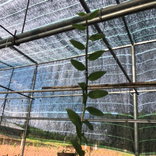 phi điệp rừng - xanh sạch đẹp