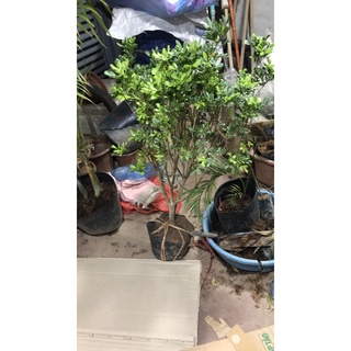 CÂY NGÂU TO Ảnh Thật