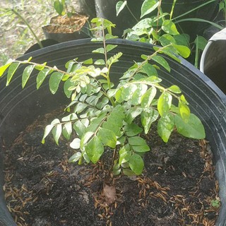 Cây cà ri giống Ấn Độ vườn Đà Nẵng