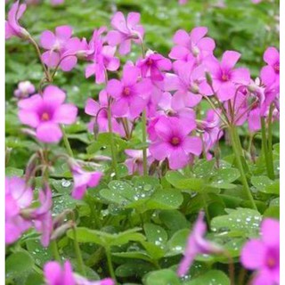 200 hạt giống cỏ ba lá hồng