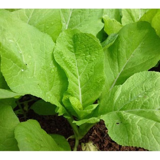Hạt giống Cải Mơ Đăm (chân lùn) 20gr
