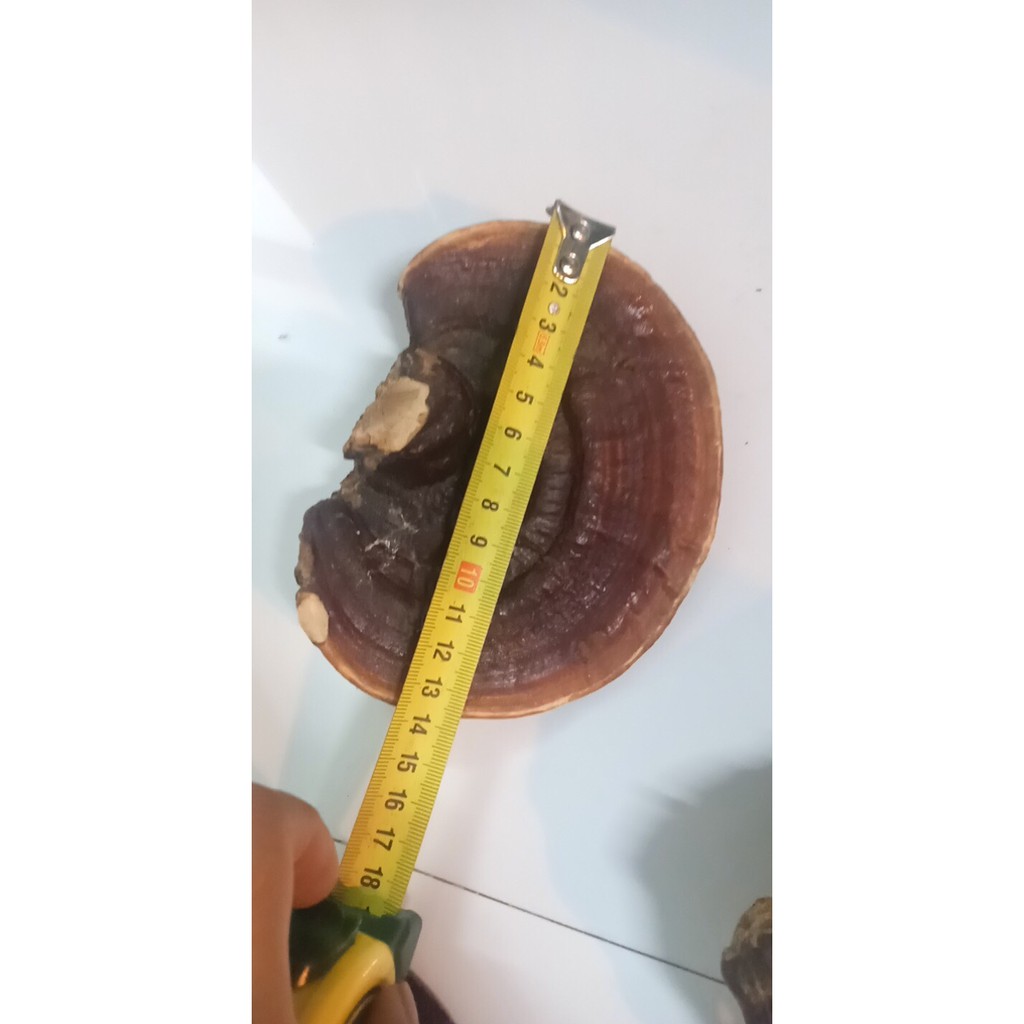 Nấm linh chi đỏ hàng chuẩn rừng tự nhiên 100% túi 500gr và 1KG