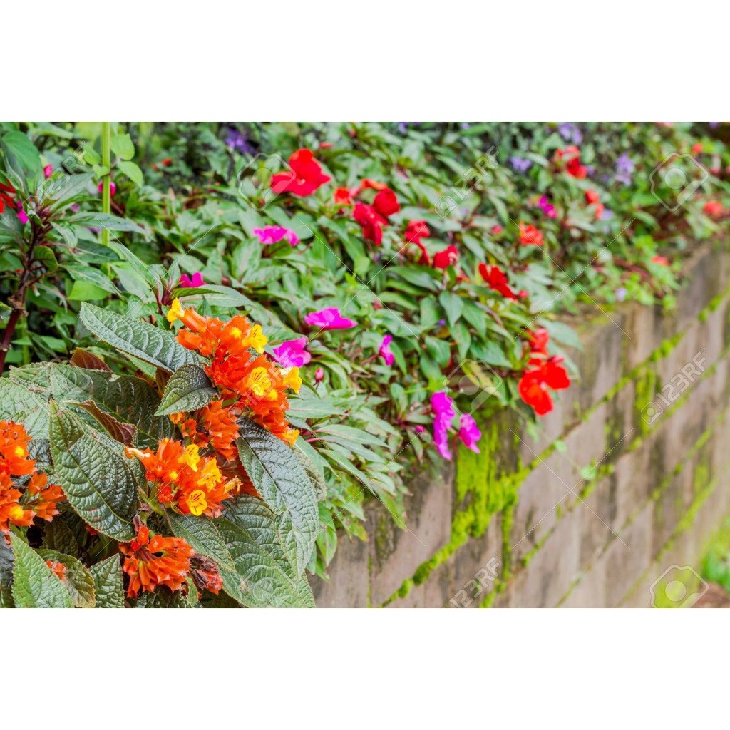 Chậu cây lá gấm Sunset Bells size chậu C6 giao cây khỏe đang hoa hoặc sắp hoa - Trang Flower