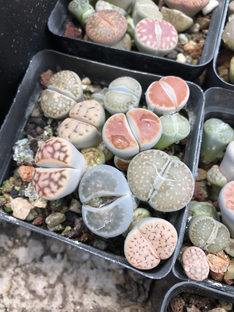 Hoa đá thạch lam liptop