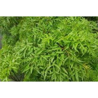 cây đinh lăng phơi khô 1kg