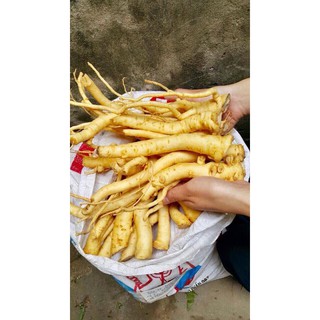 Giá tại vườn 1kg rễ đinh lăng tươi