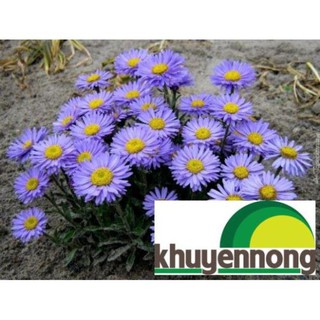 50 Hạt giống hoa thạch thảo nhiều màu