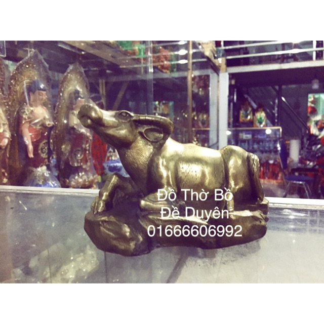 Trâu đồng size nhỏ