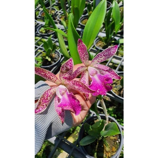 Lan Brass Báo đốm trưởng thành sắp hoa