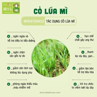 *FREE SHIP* Bột Cỏ Lúa Mì Hữu Cơ Sấy Lạnh DalaHouse Hộp 60gr