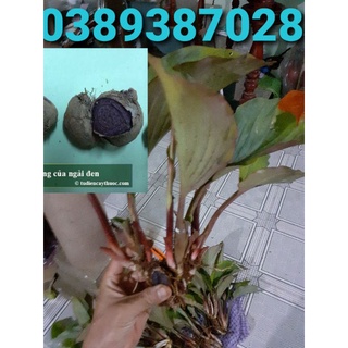 200g củ ngải đen