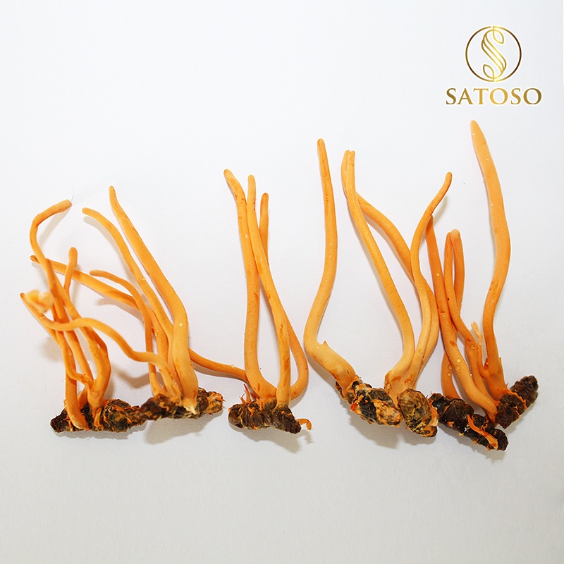 Đông trùng hạ thảo nguyên con thương hiệu SATOSO 10 Con SA006